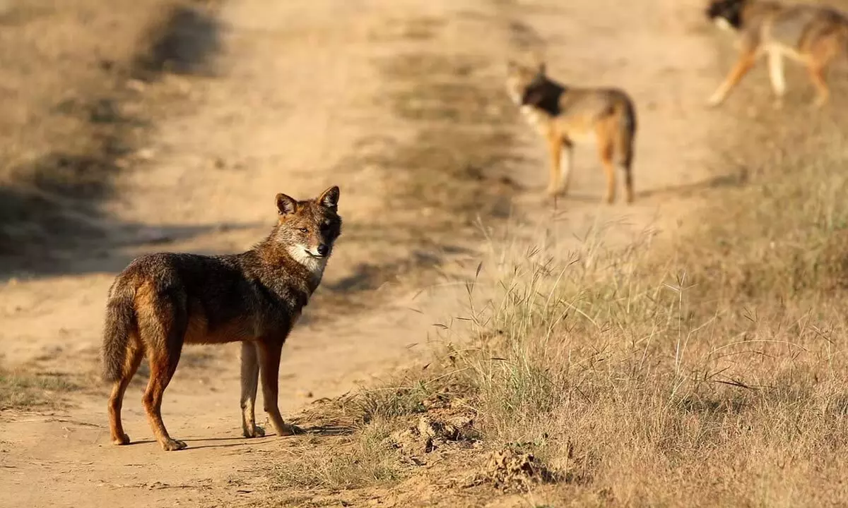 Jackal scare in Ganjam dist