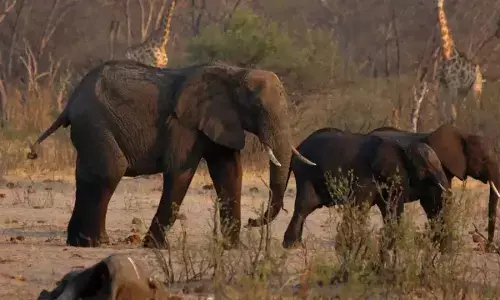 Wildlife body rejects elephant culling plans in southern Africa