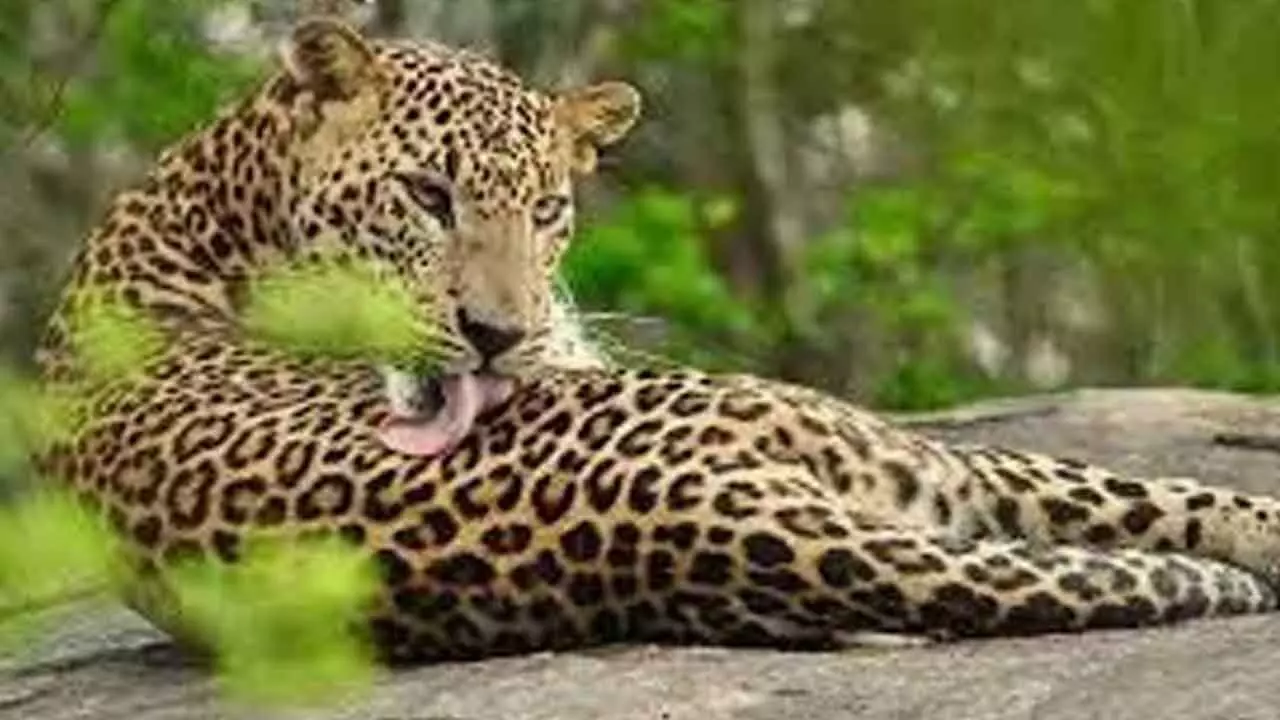 Hunt for man-eating leopard on in forest areas of Udaipur