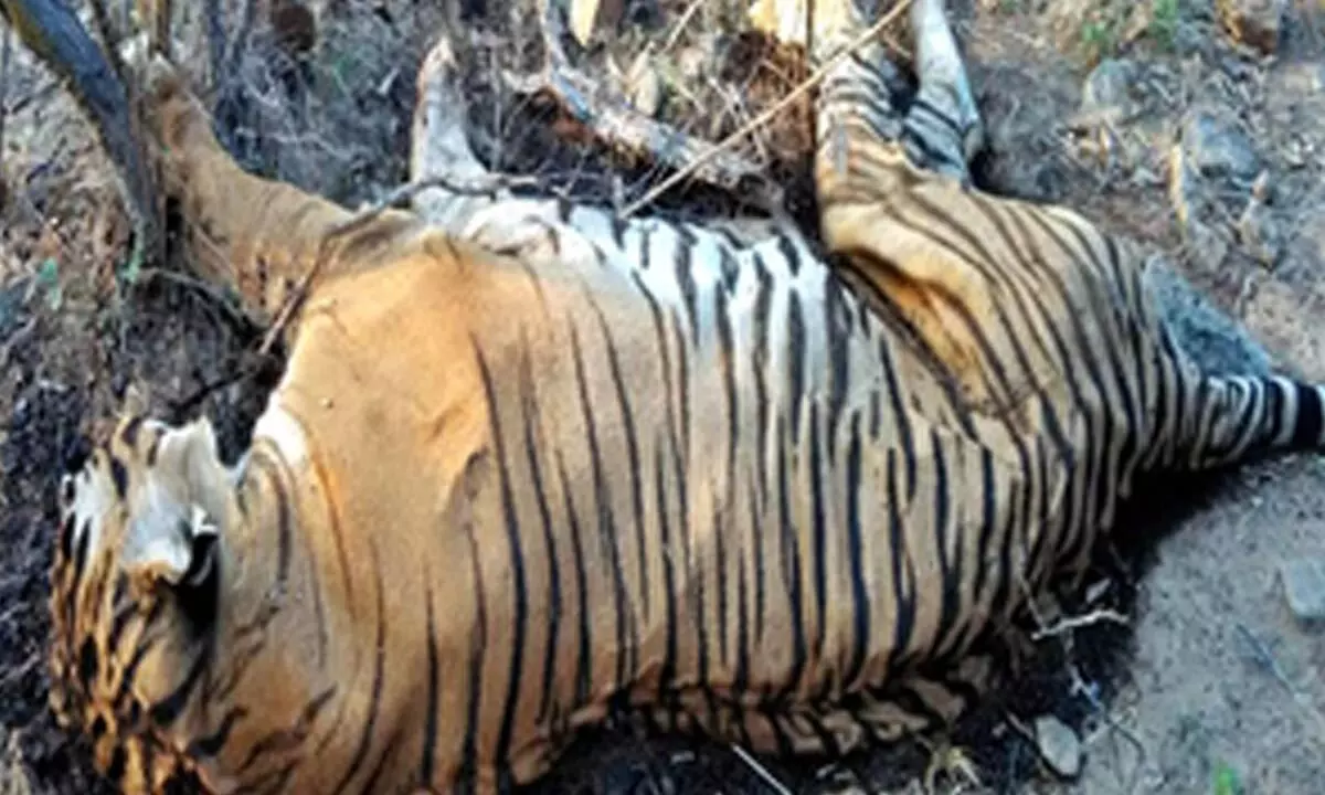 Dead tigers in Vietnam test positive for H5N1