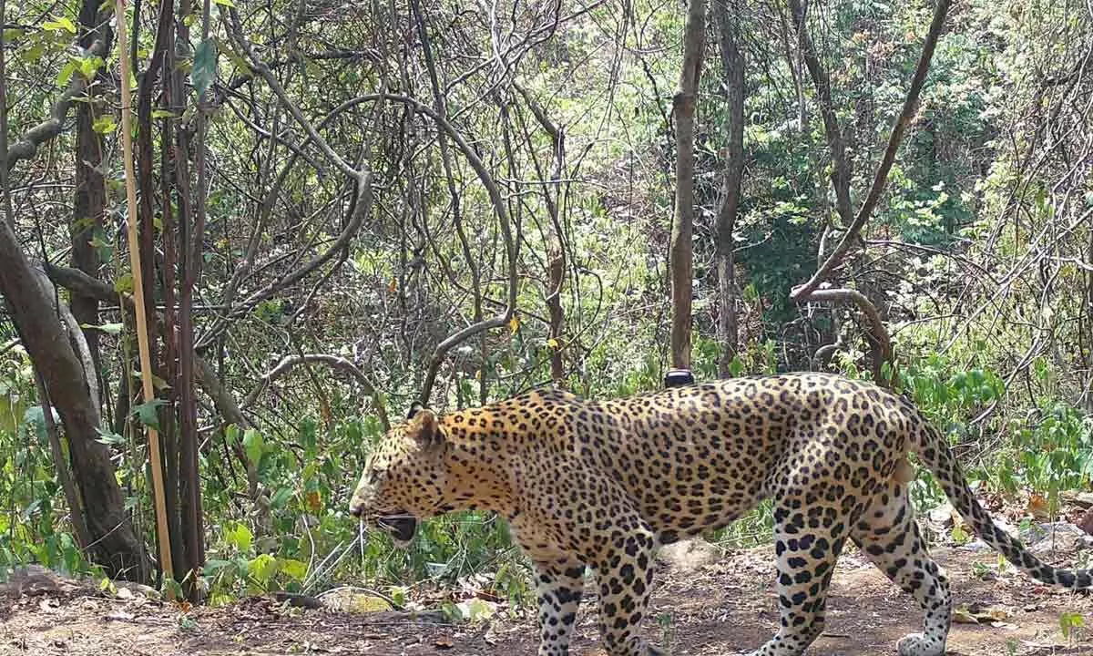 696 leopards found in Odisha