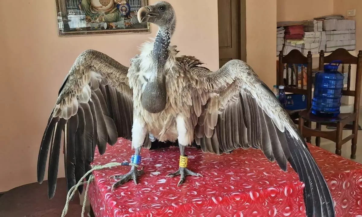 Forest officials take custody of Indian vulture spotted at Cherla