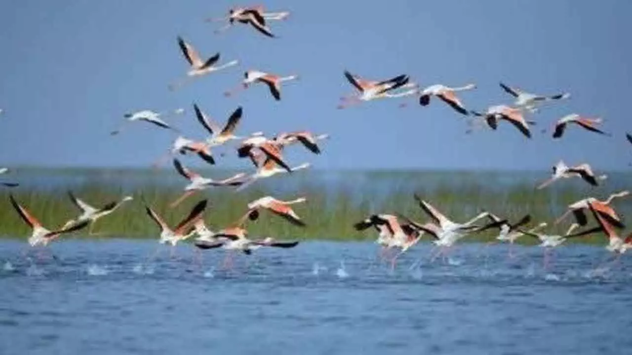 Anti-poaching camps set up near Chilika Lake