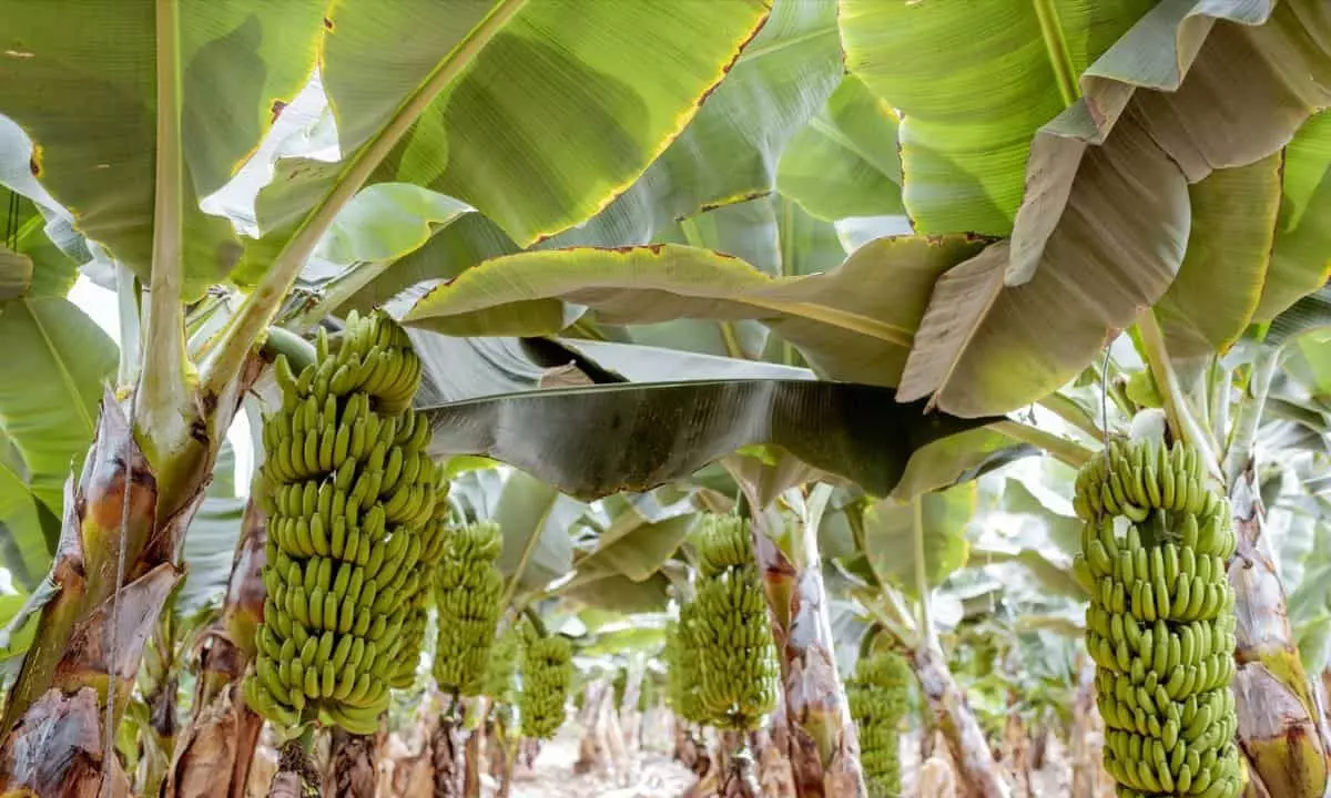 Banana exports fetching fame to Anantapur dist