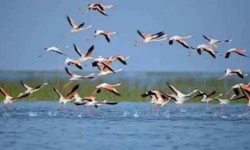 Anti-poaching camps set up near Chilika Lake