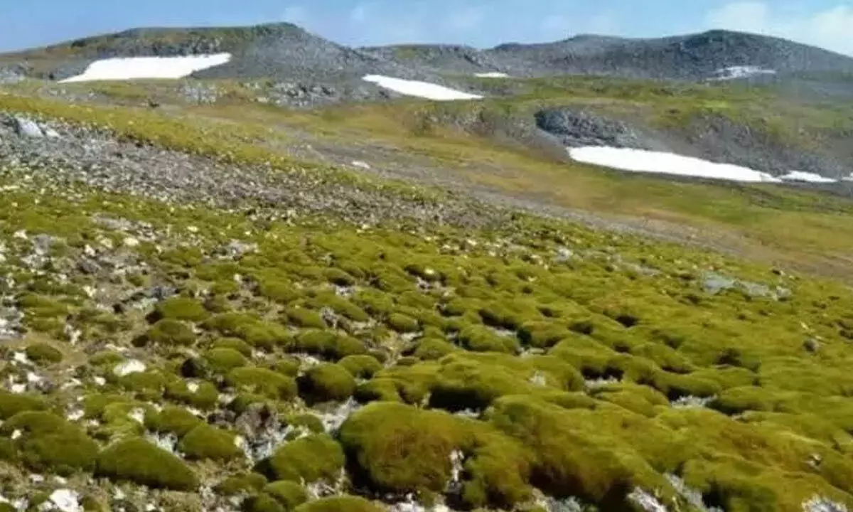 Antarctica turning green dramatically, trend accelerated over years