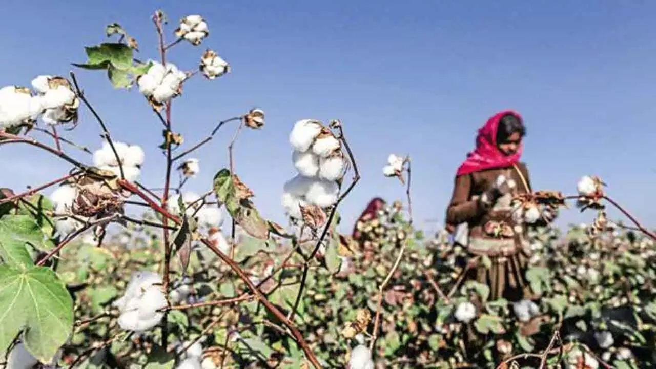 Gujarat: Cotton cultivation rises by 9 lakh hectares in two decades