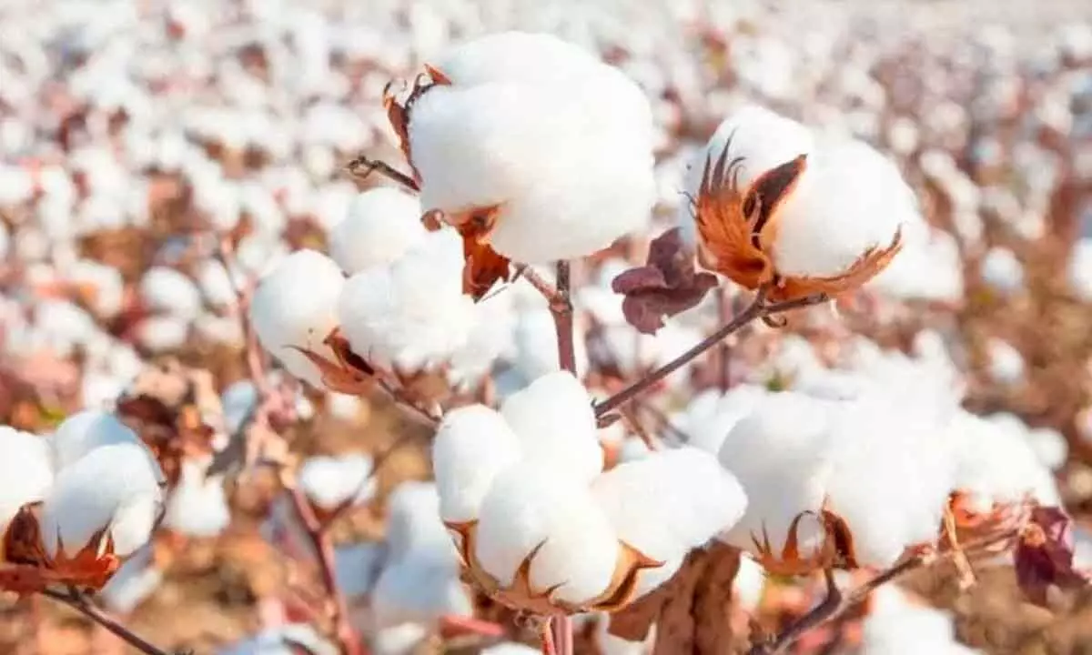 World Cotton Day 2024: Date, History, Significance, and Types of Cotton Fabrics