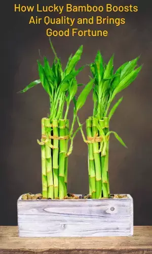 How Lucky Bamboo Boosts Air Quality and Brings Good Fortune?