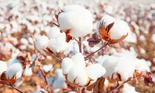 World Cotton Day 2024: Date, History, Significance, and Types of Cotton Fabrics