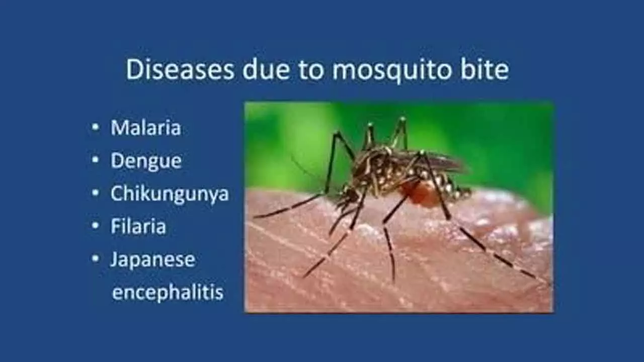 Fighting vector-borne diseases