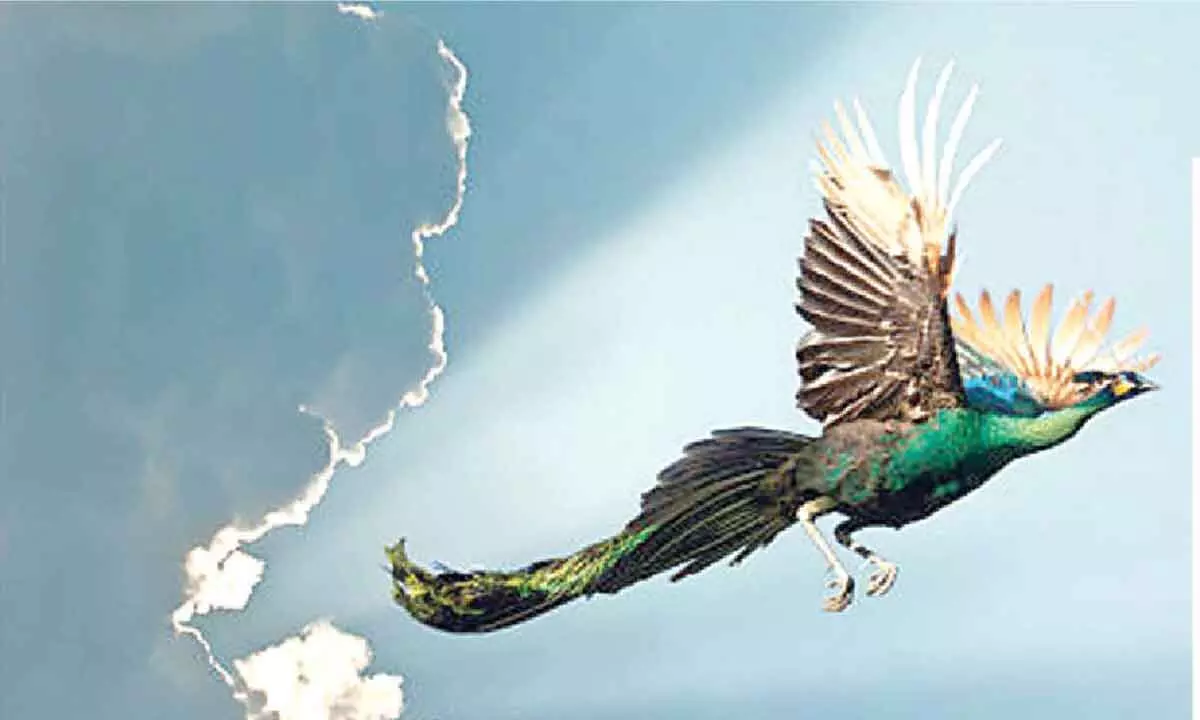 Peacock at 6,500 feet in Uttarakhand unusual, say experts