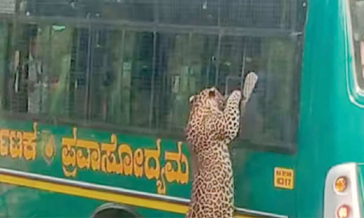 Leopard leaps at safari bus, stuns tourists