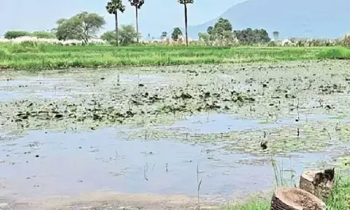 Yearly flooding leaves farmers struggling