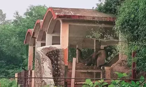 Global body suspends Delhi zoos membership