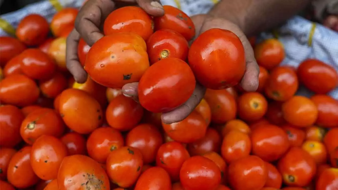 Sale of tomatoes at 50-a-kg commences in Rythu Bazar