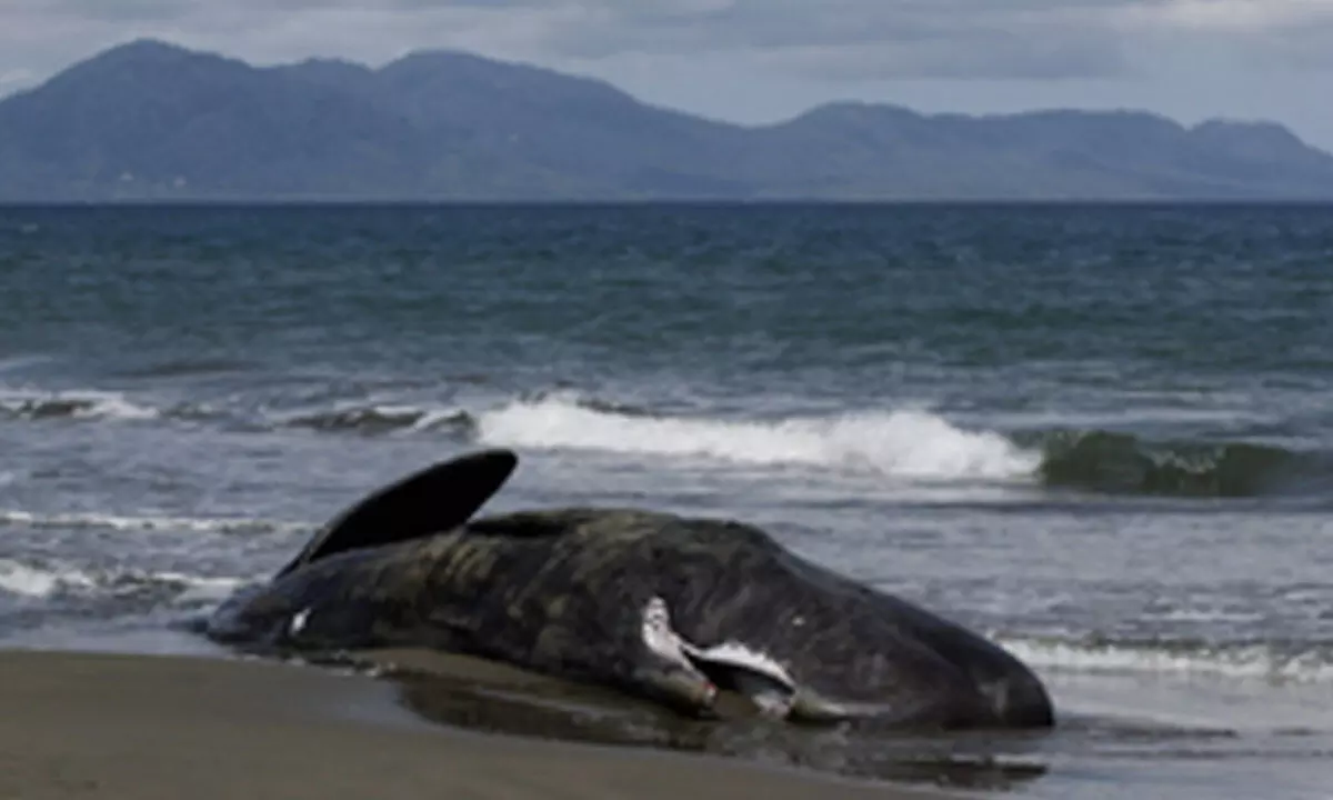 Five sperm whales dead after stranding on Australian island