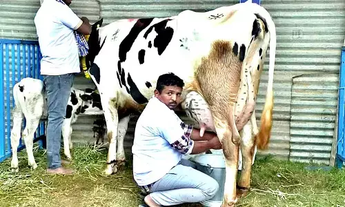 State-level milking competition highlight of Raitha Dasara during festival