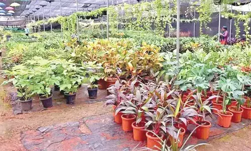 Green movement catches up in undivided Anantapur dist