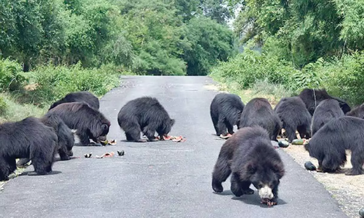 Looking back at 30 years of sloth bear conservation in India