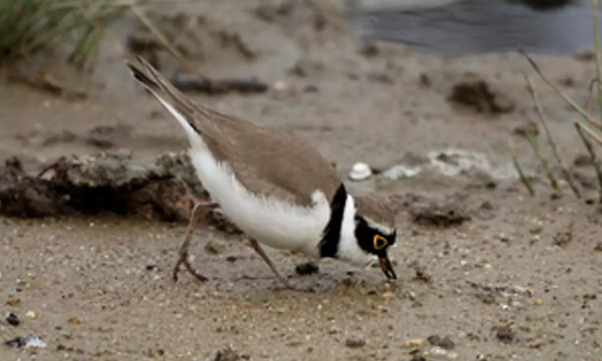 Udaipur nests high bird diversity, not impacted by human-related variables: Researchers