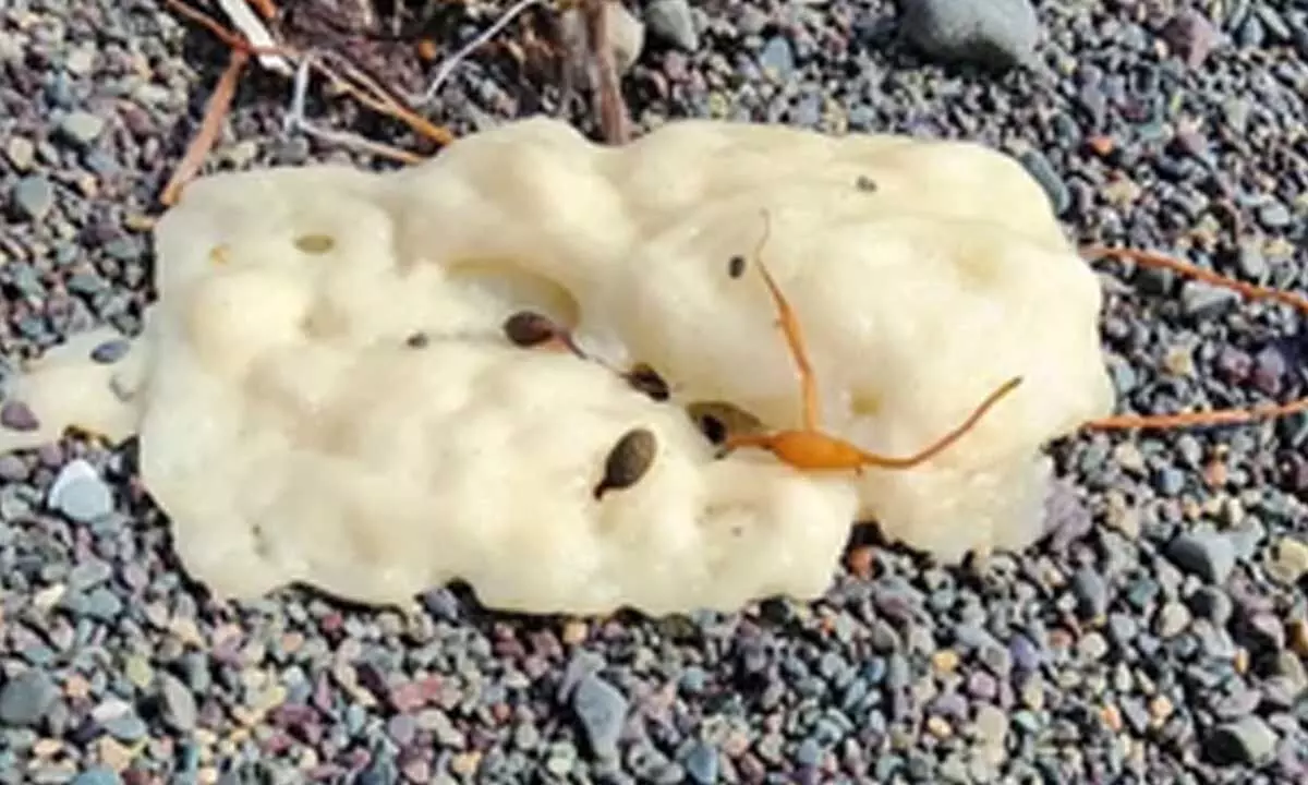 Canada: Mysterious white blobs wash up on beaches