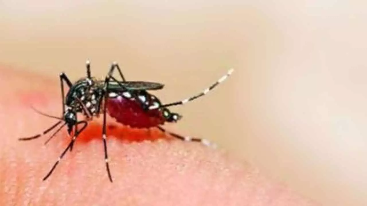 Dengue in Manipur: 4 killed, 1360 positive cases reported so far this year