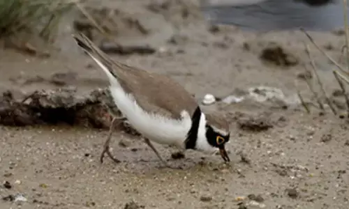 Udaipur nests high bird diversity, not impacted by human-related variables: Researchers