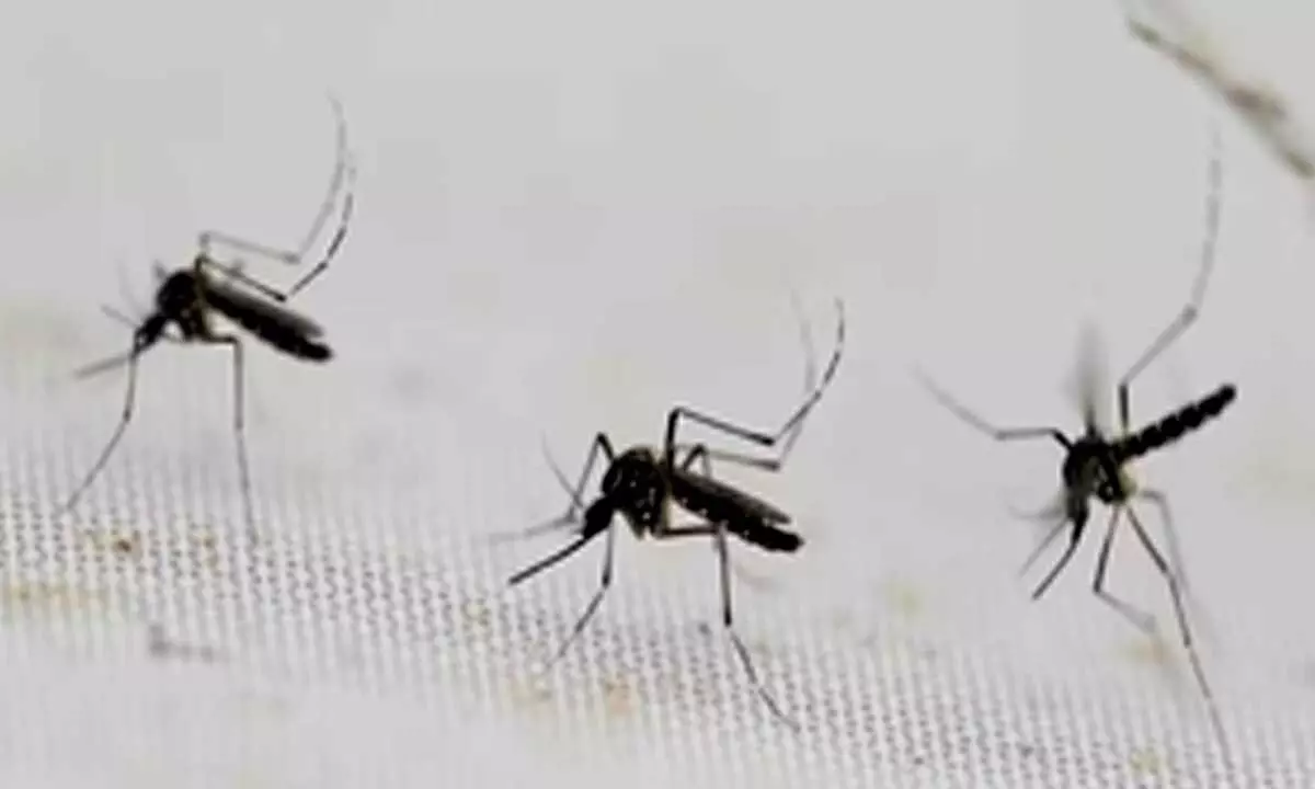 Rajasthan records sixth dengue death