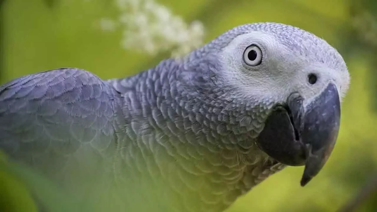 Does parrot farming protect wild species?