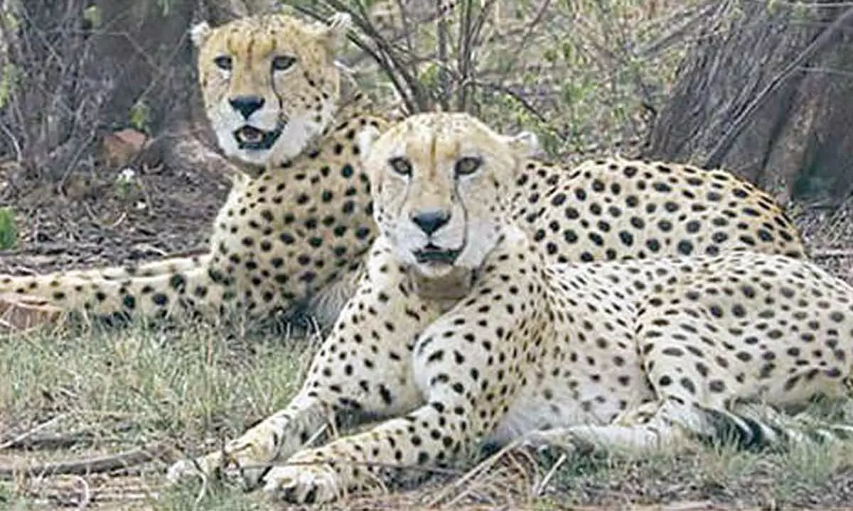 African cheetahs to be released back into Kuno