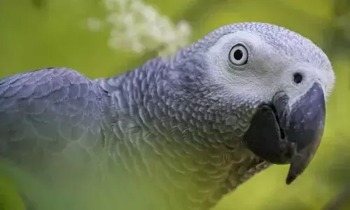 Does parrot farming protect wild species?