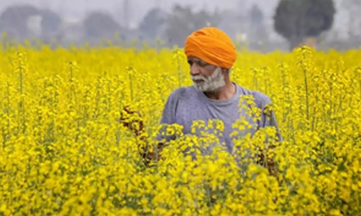 Cabinet approves MSP hike for Rabi crops in 2025-26