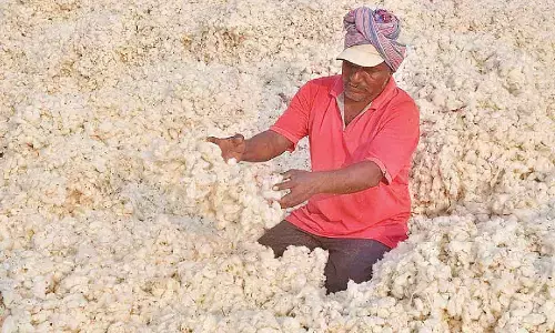 Now, a special app will aid cotton farmers