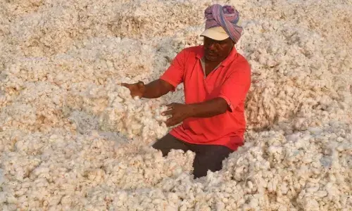 Now, a special app will aid cotton farmers