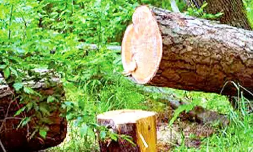 NGT directs aerial survey to find trees felled for ‘kanwar’ route