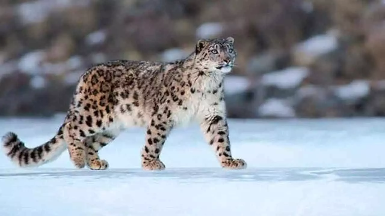 Arunachal home to 36 snow leopards