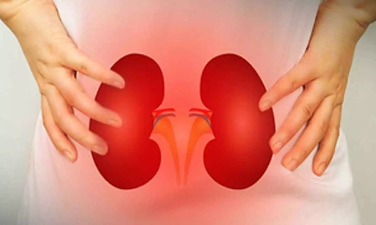 Study explains how PFAS exposure worsens kidney function