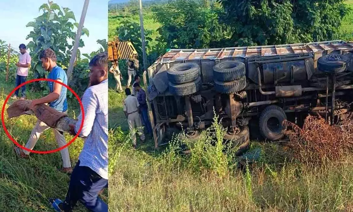 Crocodiles recaptured after truck overturns