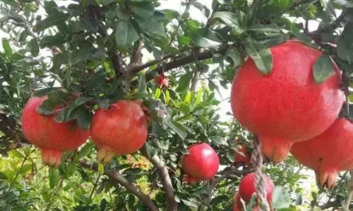 Action plan drafted to develop horticulture in Sathya Sai dist