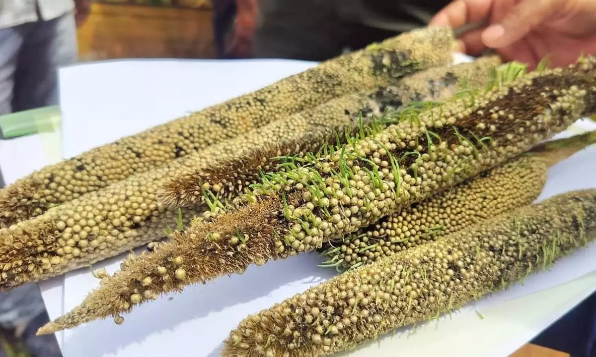 Germinated and discoloured bajra crop in Kankanampadu village in Veligandla mandal of Prakasam district