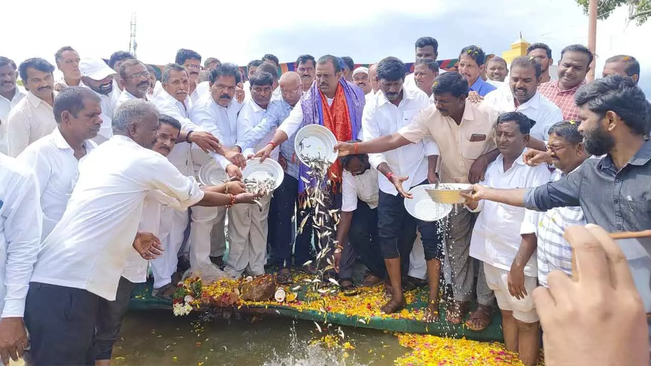 MLA Madhusudhan Reddy releases fish seed into tanks