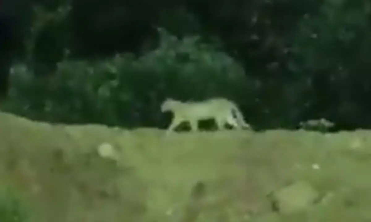 Forest teams continue search for leopard sighted near Hyderabad Metro station