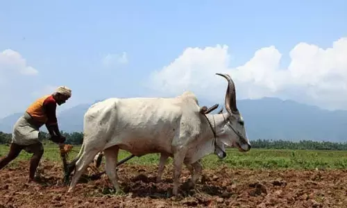 A farmer ploughing his land in Nellore district