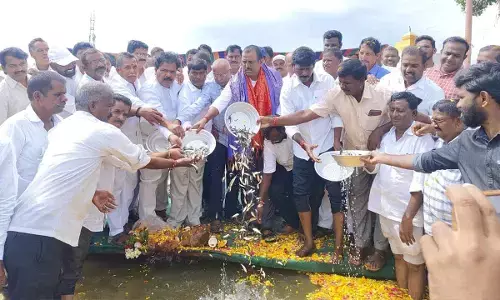 MLA Madhusudhan Reddy releases fish seed into tanks