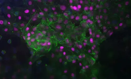 Liver tissue from space may transform traditional transplants