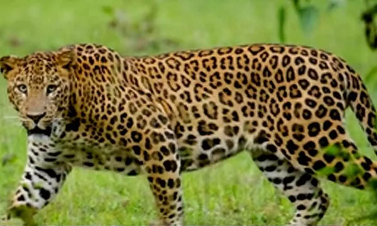 Tamil Nadu forest department intensifies search for killer leopard