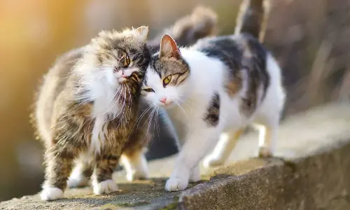 Indoor vs. Outdoor Cats: Nutritional needs and playtime routines