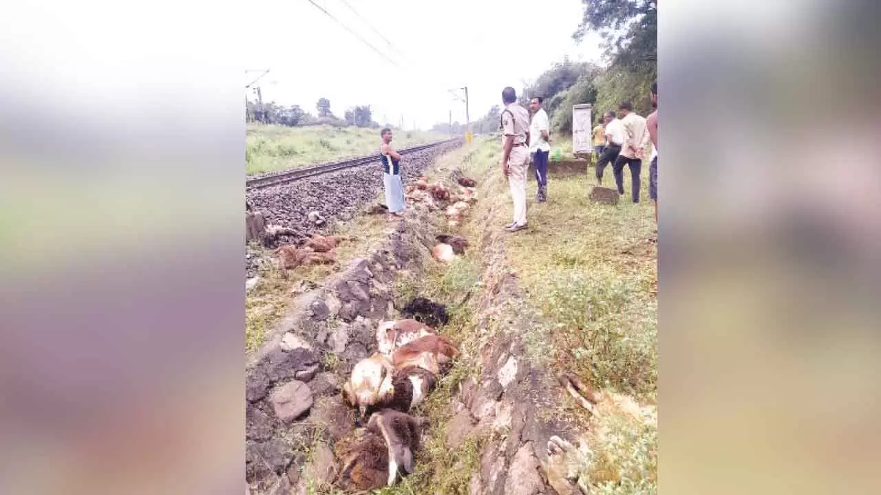 Kagaznagar: 180 sheep hit by train