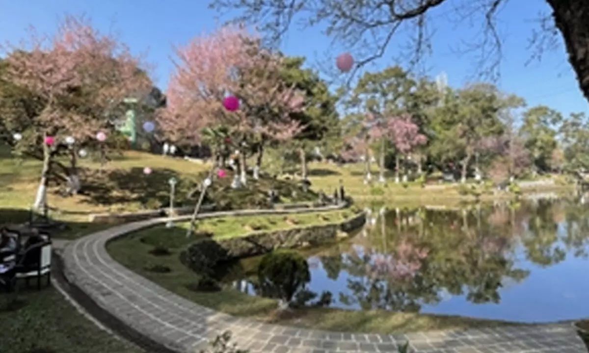 Meghalaya: Shillong Cherry Blossom Festival to take place in association with Japan